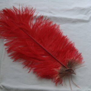 Grande plume rouge