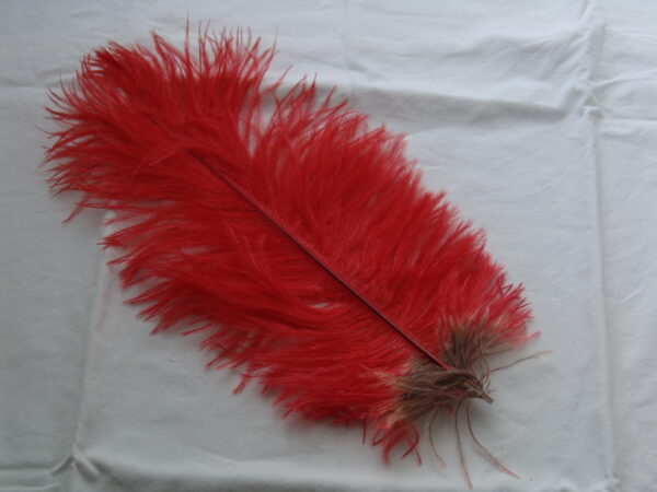 Grande plume rouge