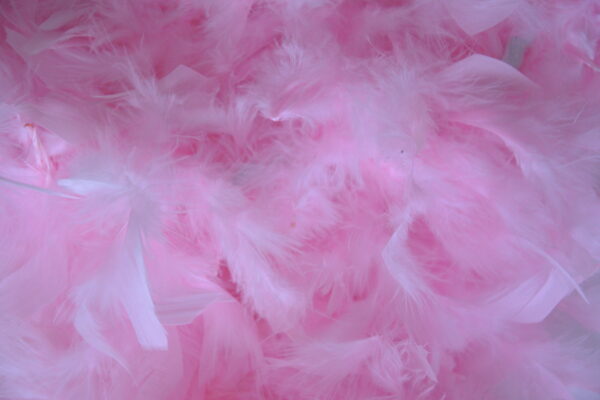 Boa rose, différents coloris – Image 6